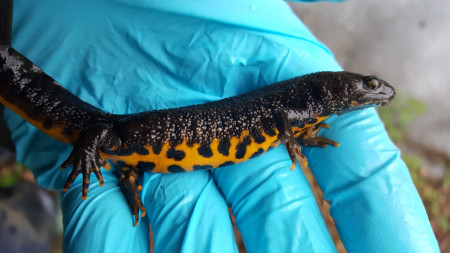 Great Crested Newt